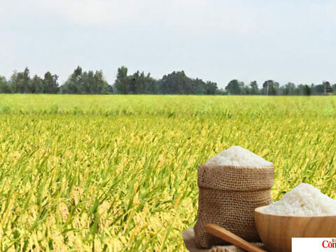 Giá lúa gạo hôm nay ngày 6/7/2026: Gạo OM 18 tăng 500 đồng/kg