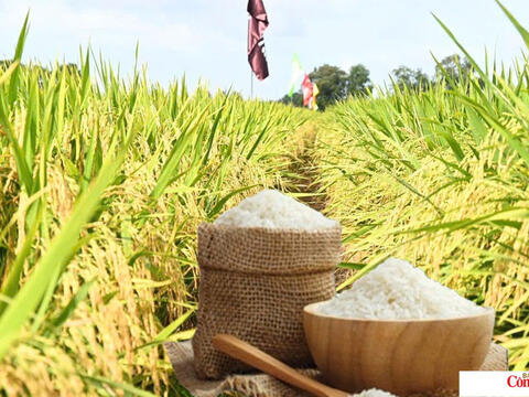 Giá lúa gạo hôm nay ngày 7/7/2026: Lúa tươi đồng loạt tăng