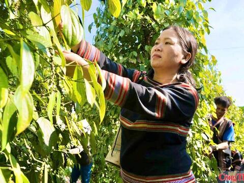 Giá tiêu hôm nay 13/7/2026: Dao động từ 138.000 - 141.000 đồng/kg