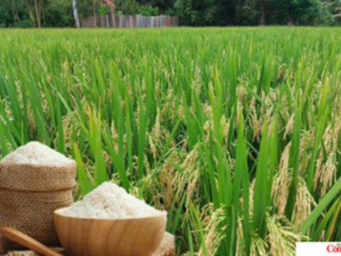 Giá lúa gạo hôm nay ngày 13/7/2026: Tấm thơm tăng nhẹ