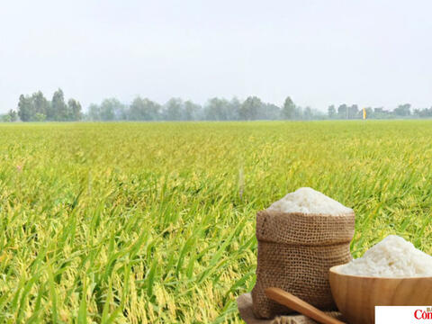 Giá lúa gạo hôm nay ngày 15/7/2026: Gạo nguyên liệu xuất khẩu tăng nhẹ