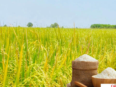Giá lúa gạo hôm nay ngày 21/7/2026: Gạo xuất khẩu tăng mạnh