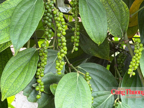 Giá tiêu hôm nay 10/8/2026: Ổn định quanh mốc 136.000–139.000 đồng/kg