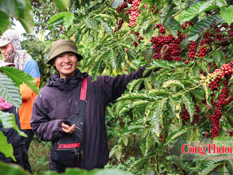 Giá cà phê hôm nay 10/8/2026: Tăng nhẹ 200 - 300 đồng/kg