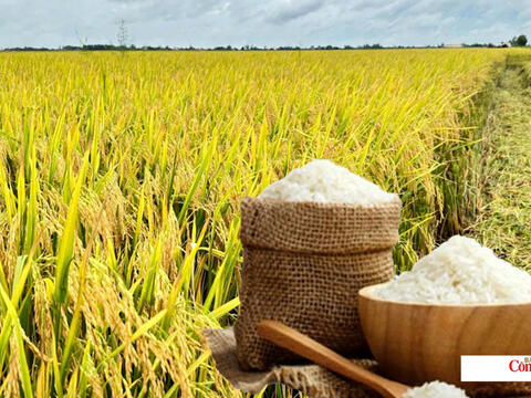 Giá lúa gạo hôm nay ngày 10/8/2026: Lúa tươi neo giá cao