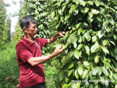 Xuất khẩu hồ tiêu tăng tốc, chất lượng là ‘chìa khóa’ giữ thị trường