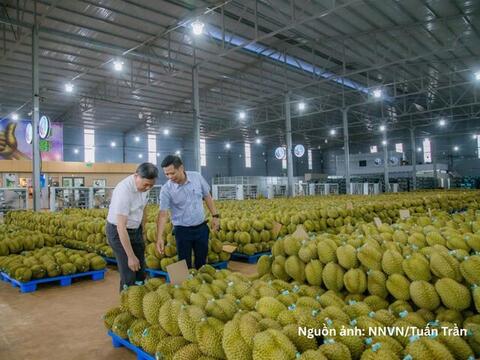 Nghị quyết số 36: Cơ hội chuẩn hóa vùng nguyên liệu sầu riêng