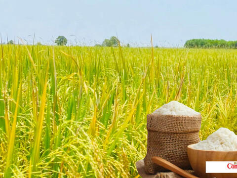 Giá lúa gạo hôm nay ngày 20/8/2026: Lúa tươi biến động trái chiều