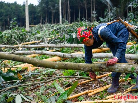 Xúc tiến thương mại mở đường cho gỗ và thủ công mỹ nghệ Việt Nam