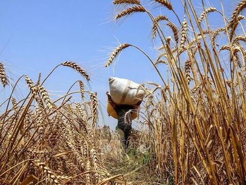 Giá lúa mì tăng hơn 6% giữa lo ngại đứt gãy nguồn cung