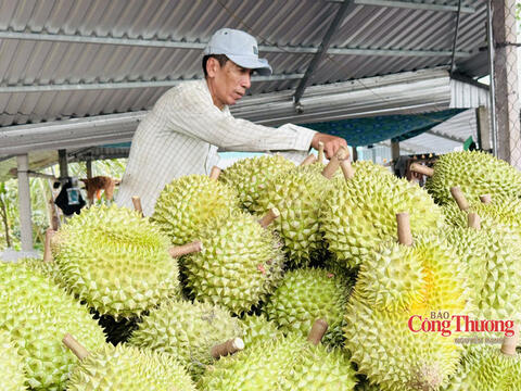 Sầu riêng bước vào cuộc đua về chất lượng