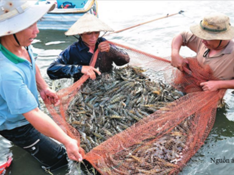 Sản lượng thủy sản 8 tháng tăng 3,8% so với cùng kỳ năm trước