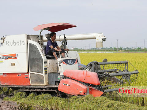 Giá lúa chạm đáy, chờ lực đẩy từ thị trường xuất khẩu