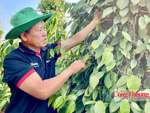 Giá tiêu hôm nay 8/9/2026: Tiếp tục đi ngang