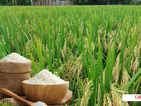 Giá lúa gạo hôm nay ngày 17/9/2026: Gạo xuất khẩu biến động