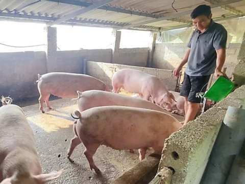 Phát triển mô hình nuôi lợn an toàn sinh học để thoát nghèo của bà con người Dao