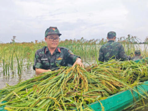 Bộ đội lội ruộng giúp dân thu hoạch lúa giữa mùa mưa ngập