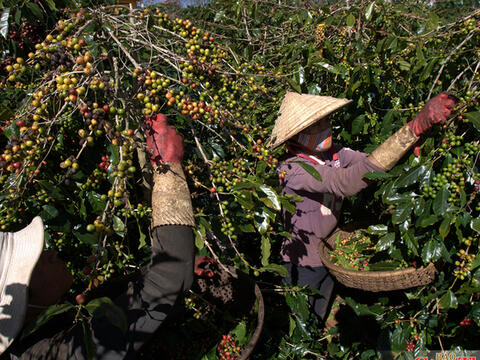 Để nông sản tìm đúng đường ra thị trường