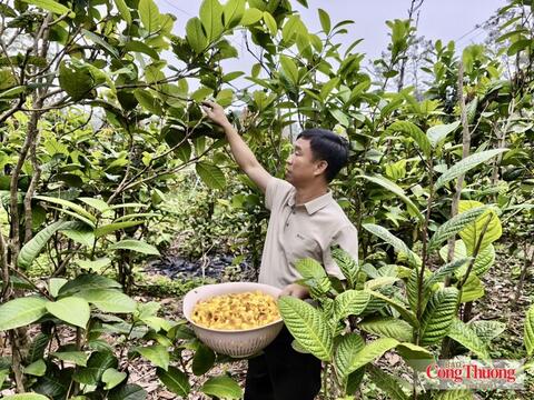 Phú Thọ: Nâng 'chất' sản phẩm OCOP, tạo sức bật mới cho nông sản