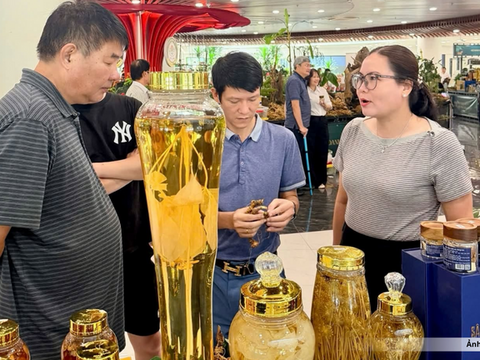 Đà Nẵng: Sâm Ngọc Linh và bài toán kéo dài giá trị sau thu hoạch