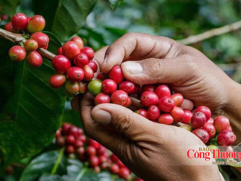 Giá cà phê hôm nay 14/10/2026: Giảm nhẹ 200 đồng/kg