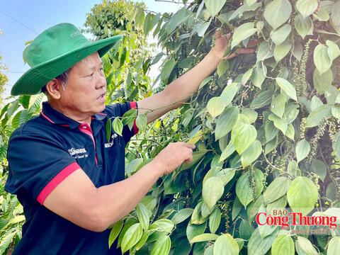 Giá tiêu hôm nay 15/10/2026: Tăng nhẹ 500 đồng/kg
