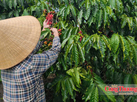 Giá cà phê hôm nay 15/10/2026: Ổn định từ 92.500 – 93.000 đồng/kg