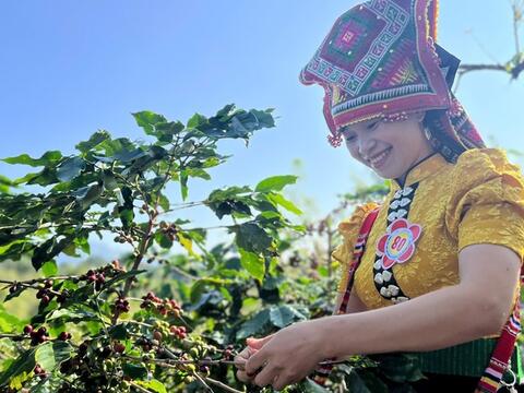 Arabica Sơn La hướng tới thương hiệu cà phê tiêu biểu ASEAN