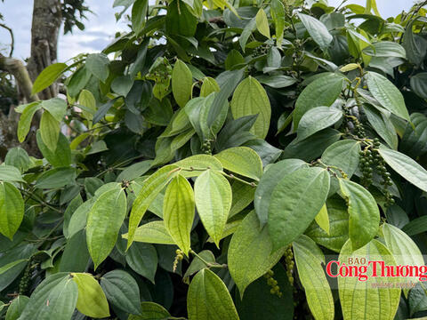 Giá tiêu hôm nay 20/10/2026: Đi ngang, cao nhất 140.500 đồng/kg
