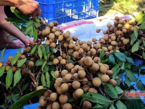 Hưng Yên tìm hướng nâng giá trị nhãn lồng, mở rộng thị trường