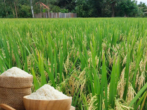 Giá lúa gạo hôm nay ngày 26/10/2026: Lúa tươi đồng loạt tăng