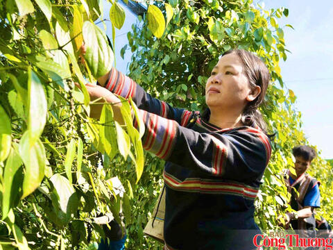 Giá tiêu hôm nay 27/10/2026: Giảm 1.000 đồng/kg tại Lâm Đồng