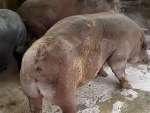 Công khai rao mua lợn bệnh giữa cao điểm dịch