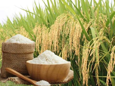 Giá lúa gạo hôm nay ngày 22/4: Gạo nguyên liệu xuất khẩu tiếp đà tăng