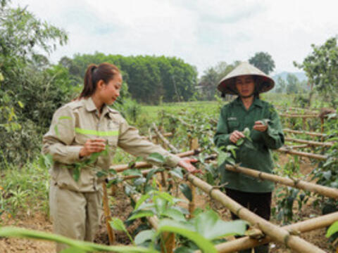 Trồng dược liệu mở hướng thoát nghèo ở miền núi Nghệ An