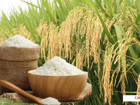 Giá lúa gạo hôm nay ngày 11/9/2026: Lúa tươi biến động trái chiều