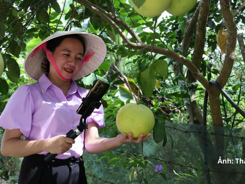 Hà Tĩnh mở rộng thị trường số nhờ đưa bưởi Phúc Trạch 'lên sóng'