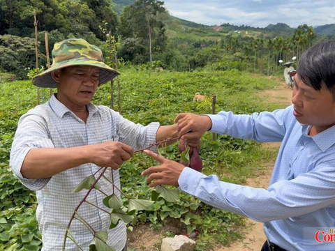 Quảng Ngãi: Liên kết sản xuất, thúc đẩy phát triển vùng nguyên liệu