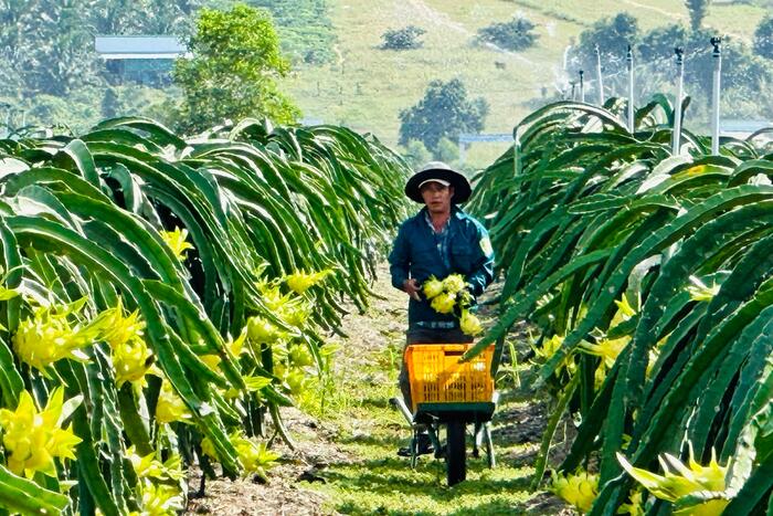 Lâm Đồng triển khai đề án sản xuất giảm phát thải lĩnh vực trồng trọt