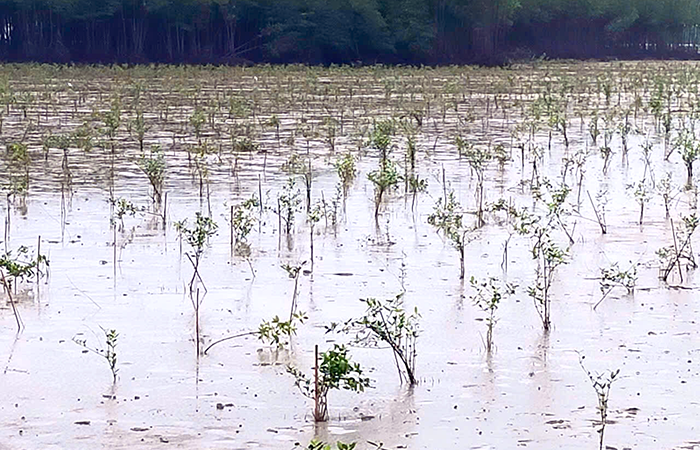 Hướng tới nền kinh tế xanh toàn diện và có khả năng chống chịu với biến đổi khí hậu ở ĐBSCL