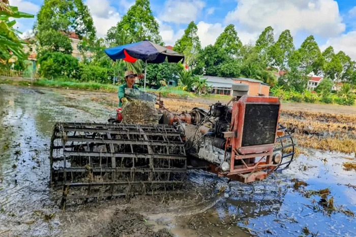 Linh hoạt xuống giống lúa hè thu để đảm bảo nguồn nước, kiểm soát xâm nhập mặn