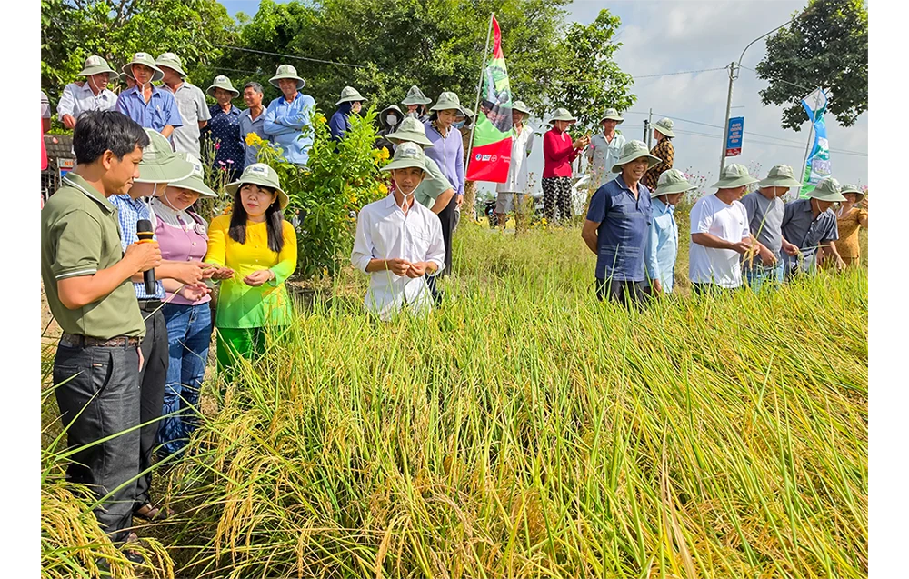 Sáng kiến Forward Farming góp phần thực hiện Đề án 1 triệu héc-ta lúa chuyên canh chất lượng cao 