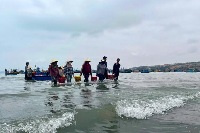 Ngư dân Mũi Né trúng đậm cá cơm