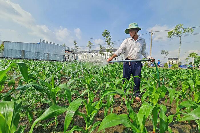 Độ mặn lên cao sớm hơn 2 ngày so với kỳ triều cường đầu tháng 3 âm lịch 