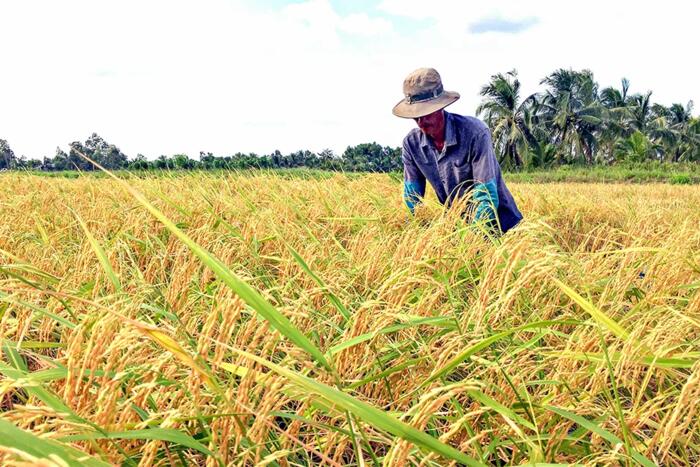 Cà Mau: Mời gọi tham gia Cuộc thi Gạo ngon ĐBSCL lần thứ I 