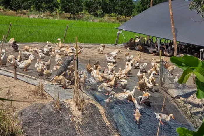 Hỗ trợ phát triển chăn nuôi gia súc gia cầm an toàn, bền vững