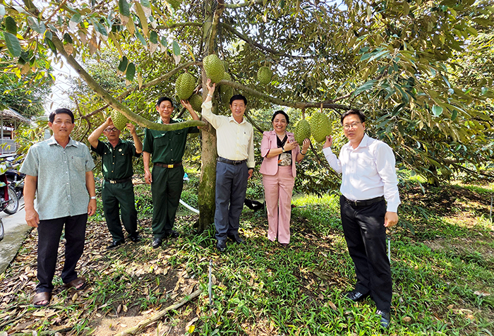 Quản lý sức khỏe cây trồng tổng hợp và thực hiện mô hình VietGAP trên cây sầu riêng 