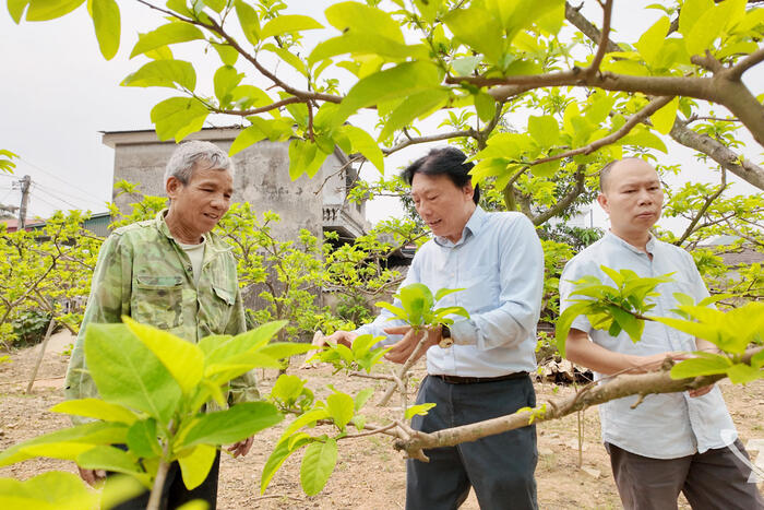 Giải bài toán mùa vụ cho cây na
