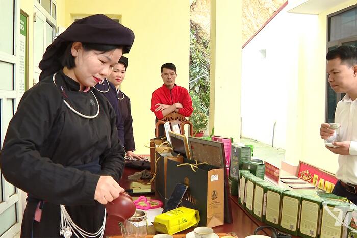 Đánh thức tiềm năng chè Shan tuyết Bản Mộc