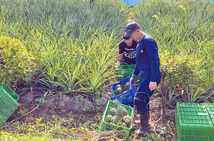 Triển vọng nâng cao thu nhập từ cây khóm 